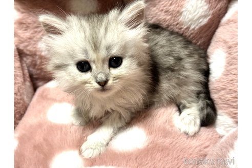 成約済の三重県のサイベリアン-101358の3枚目